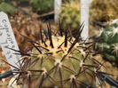 Copiapoa columna-alba