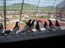 Lotul de zbor, gata de...........