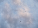 DSCN0270