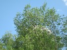 22 mai 2011 051
