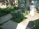 22 mai 2011 063