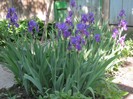 22 mai 2011 065