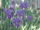 22 mai 2011 066