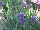 22 mai 2011 067