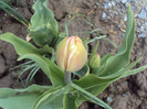 DSC07950