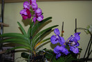 Vanda nr 2 si vanda nr. 3