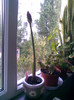 Amaryllis rosu 22.05.2011
