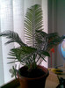 Cycas Revoluta 22.05.2011