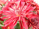 Chrysanthemum