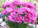 Chrysanthemum