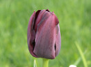 FLORI 21,04,2011 002