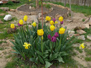 FLORI 21,04,2011 004