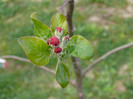 FLORI 21,04,2011 006