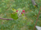 FLORI 21,04,2011 007