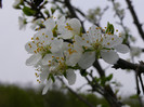 FLORI 21,04,2011 010