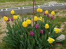 FLORI 21,04,2011 011