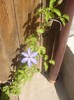 clematis  (1)