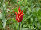 FLORI 21,04,2011 013