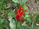 FLORI 21,04,2011 014