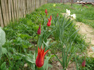 FLORI 21,04,2011 015