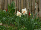 FLORI 21,04,2011 016