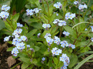 FLORI 21,04,2011 018