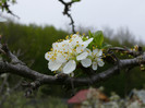floare prun