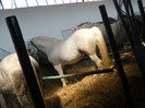 DSCN1337