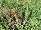 P1040032