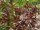 bujori