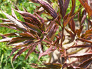 bujori