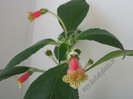 Kohleria Yf\'s Surprise 5