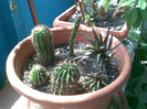 cactusi la birou