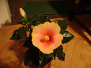 DSC06144