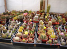 DSC09485