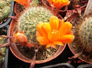 DSC09503