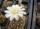 DSC09505