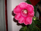 Flori  22 05-2011 002