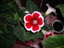 Flori  22 05-2011 007