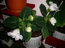 Flori  22 05-2011 008