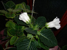 Flori  22 05-2011 009