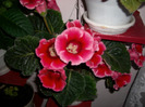 Flori  22 05-2011 012
