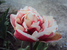 DSC08073