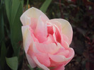 DSC08078