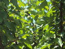 DSC08177