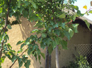 DSC08178