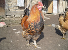 cocosul