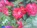 DSC05204
