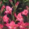 gladiole