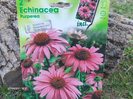 ECHINACEEA , deocamdata nimic....